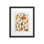 Seashells Collection Framed Art Print Gallery Image 4