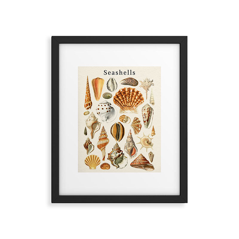 Seashells Collection Framed Art Print Gallery Image 4
