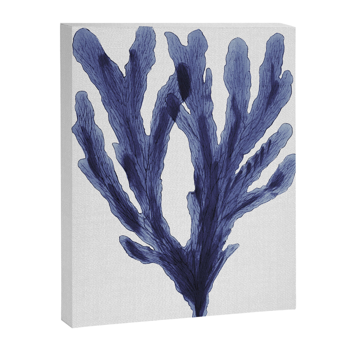 Seaweed 6 Canvas Print Gallery Image 8