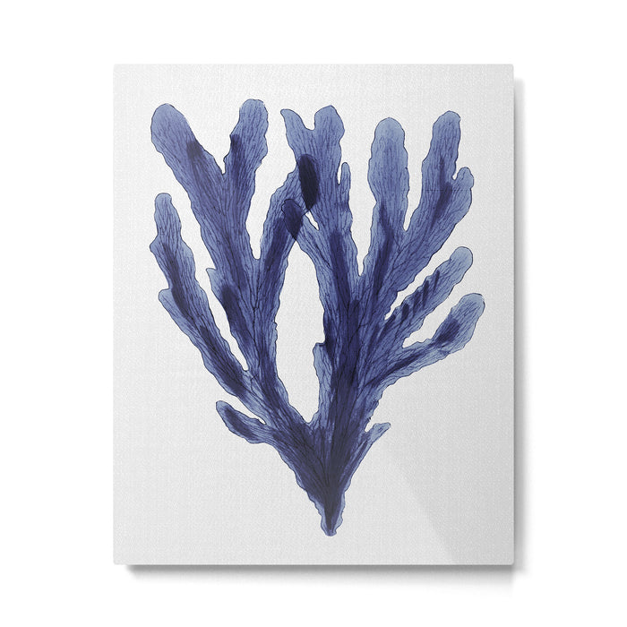 Seaweed 6 Metal Print Gallery Image 1