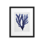 Seaweed 6 Framed Art Print Gallery Image 6