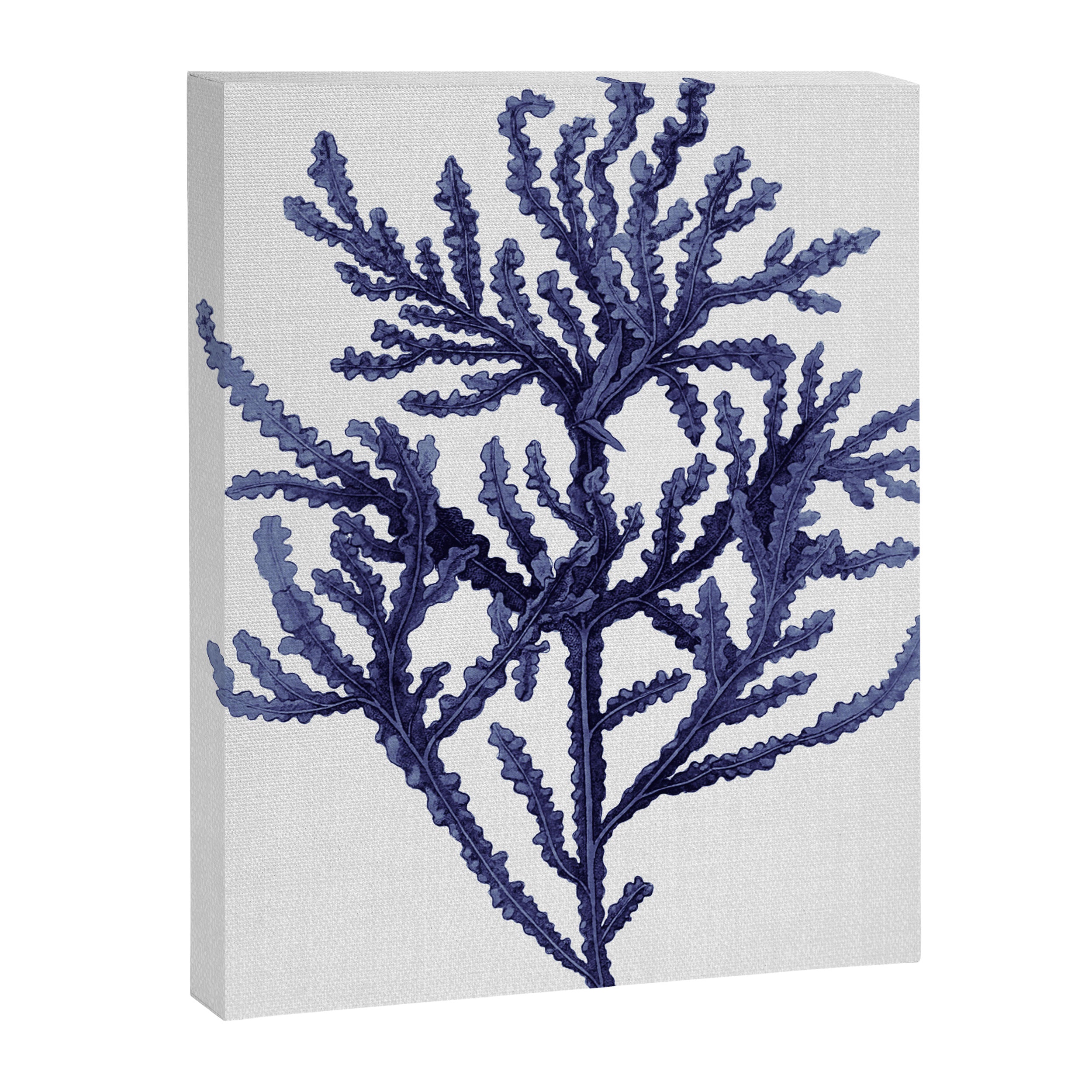 Seaweed 8 Canvas Print Gallery Image 8