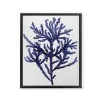Seaweed 8 Framed Canvas Print Gallery Image 8