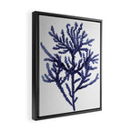 Seaweed 8 Framed Canvas Print Gallery Image 2