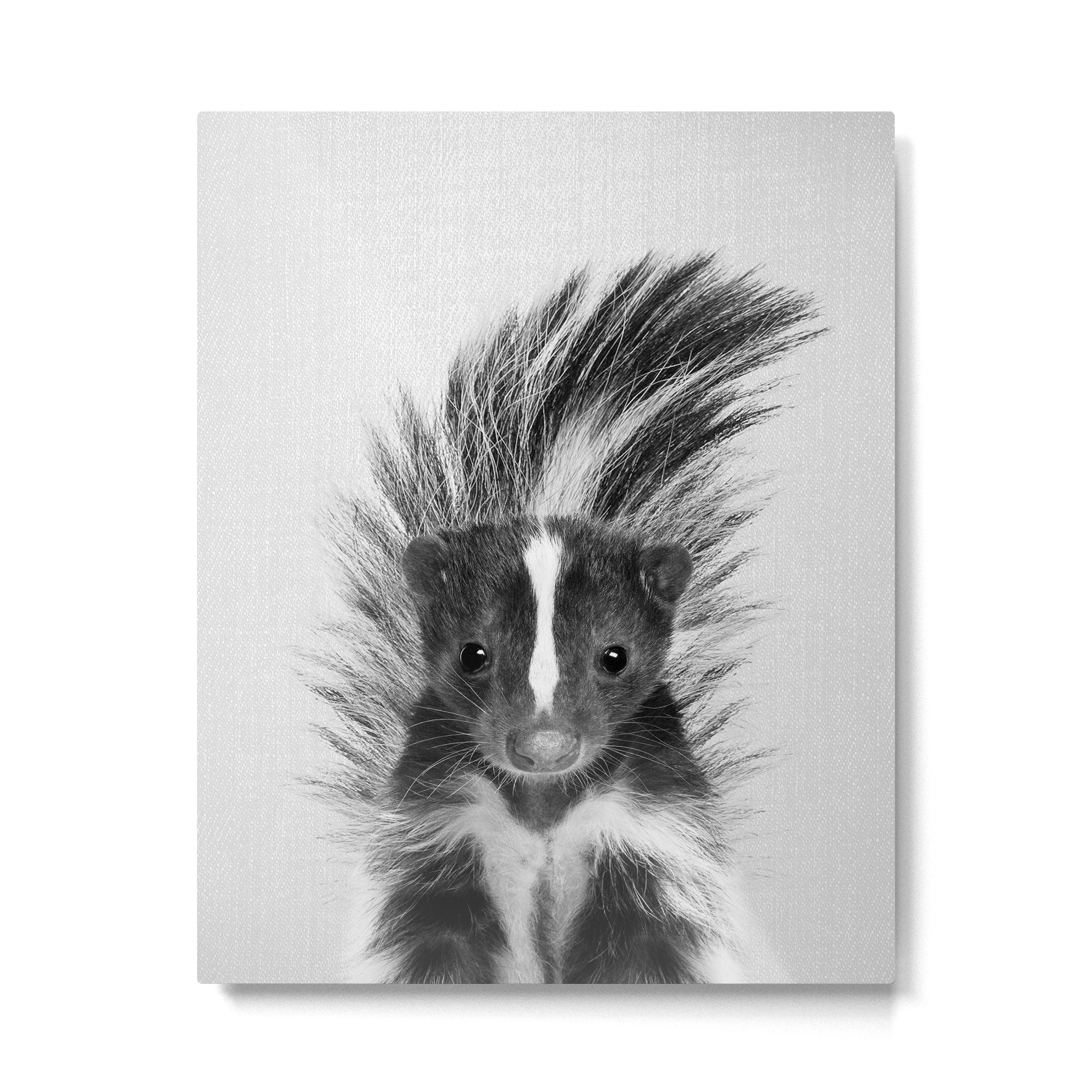Skunk - Black & White Metal Print Gallery Image 6