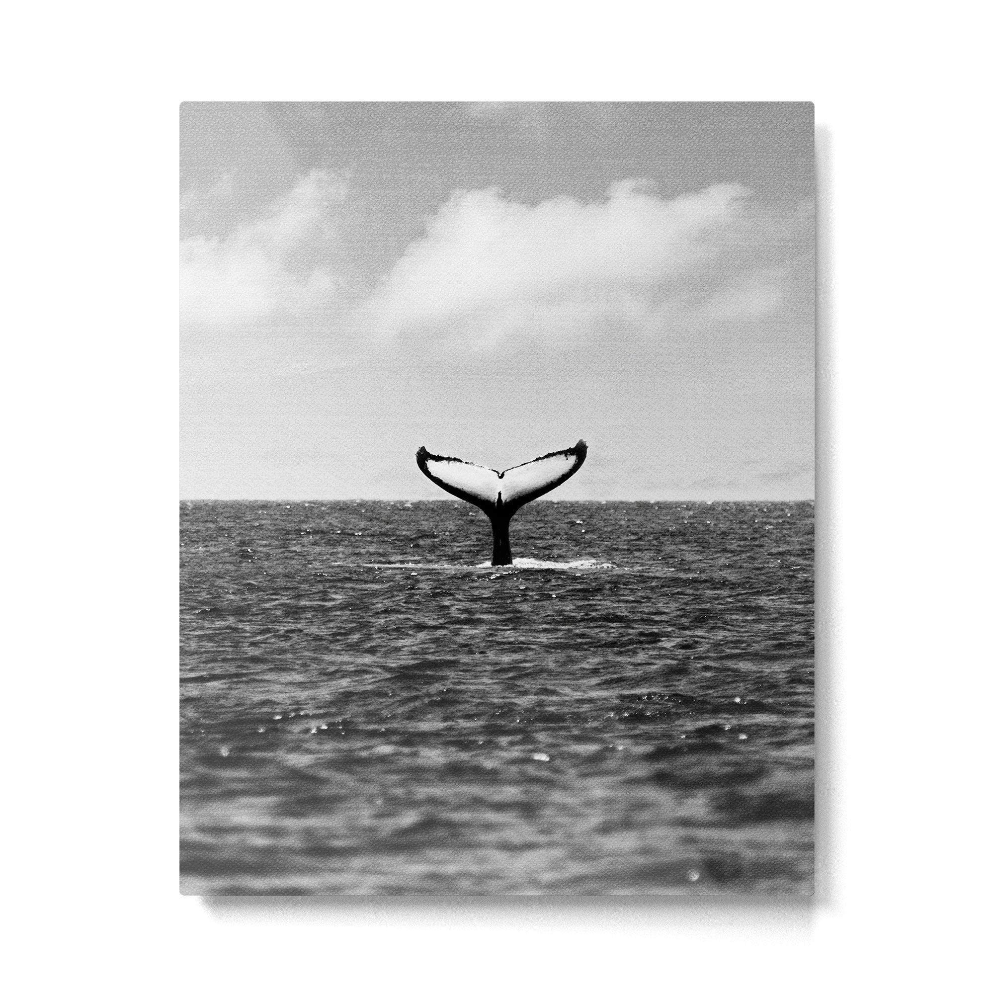 Whale Tail Metal Print Gallery Image 4