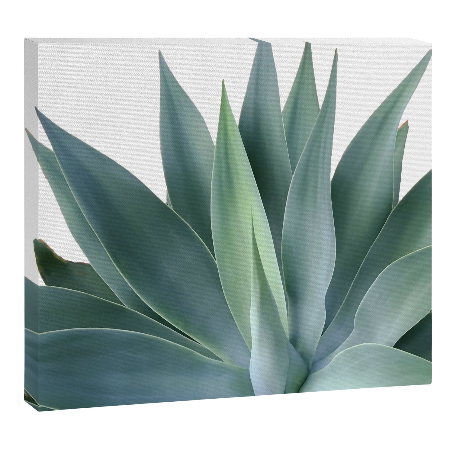 Agave blanco Canvas Print Gallery Image 3