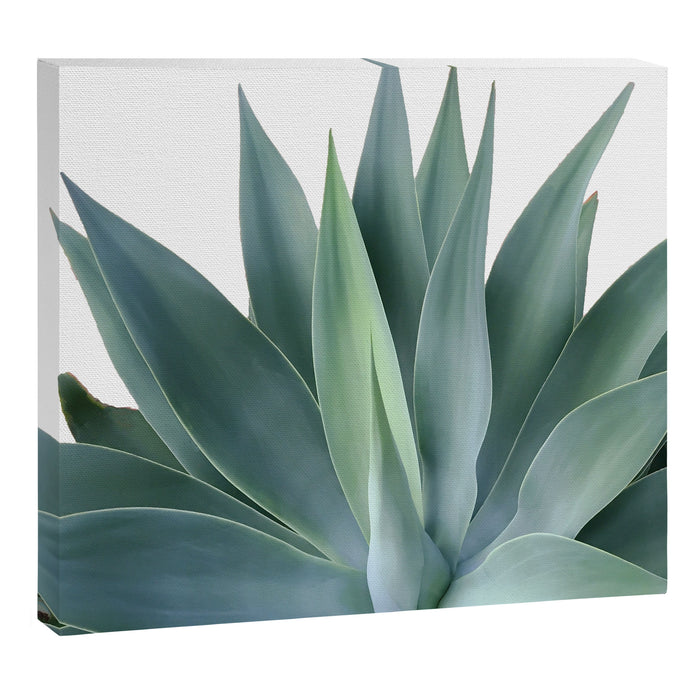 Agave blanco Canvas Print Gallery Image 1