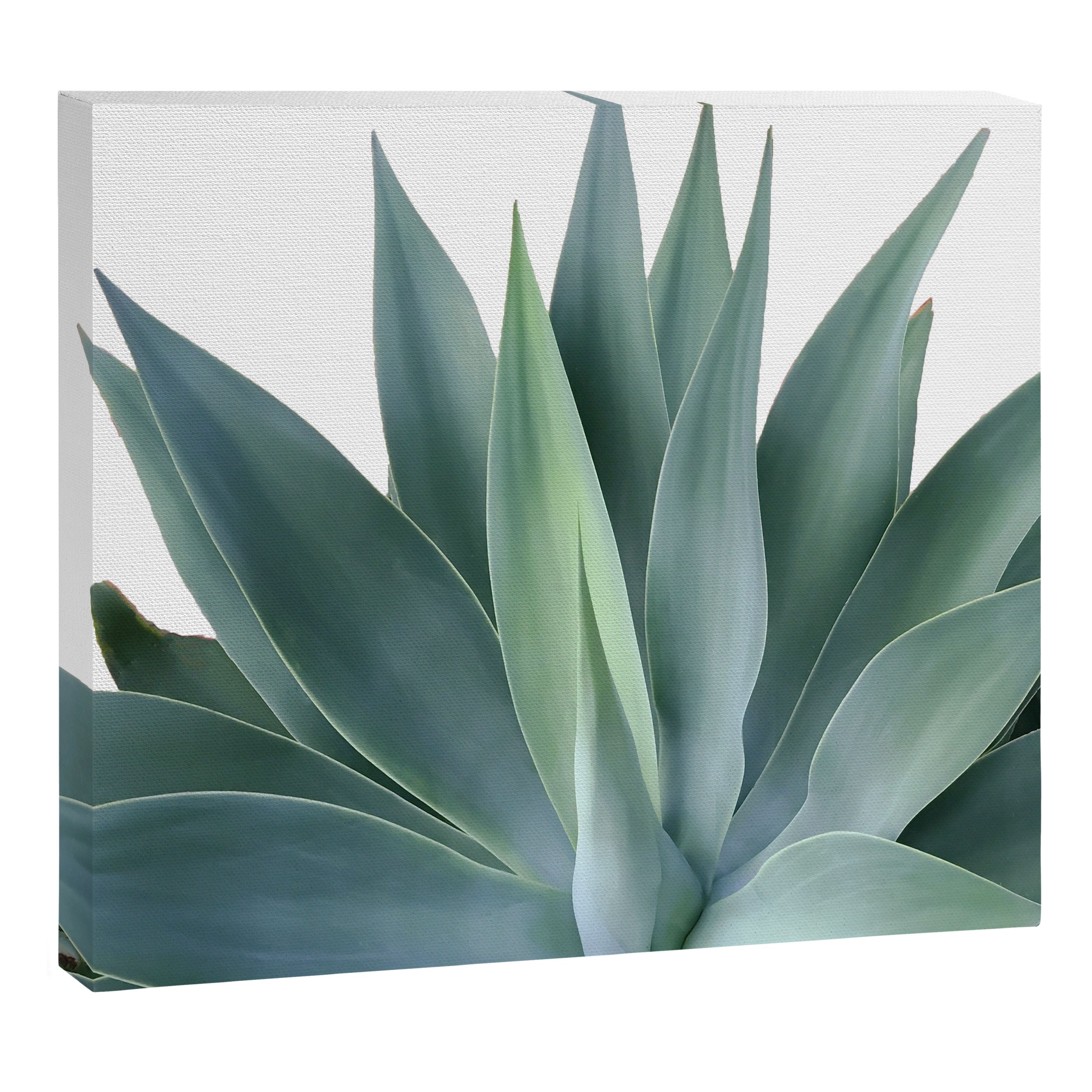 Agave blanco Canvas Print Gallery Image 14