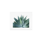 Agave blanco Art Print Gallery Image 1