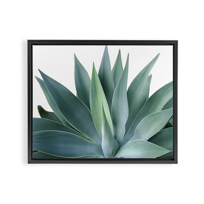 Agave blanco Framed Canvas Print Gallery Image 1
