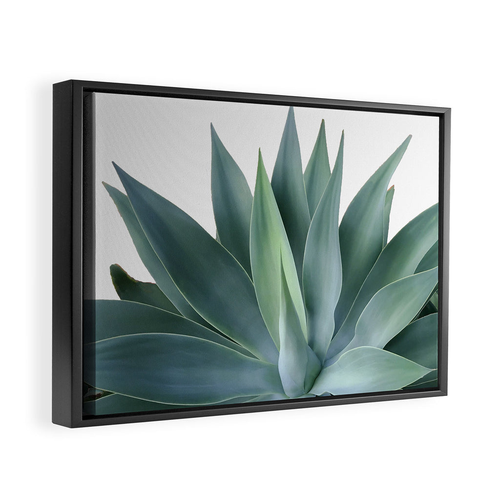 Agave blanco Framed Canvas Print Gallery Image 2