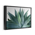 Agave blanco Framed Canvas Print Gallery Image 2
