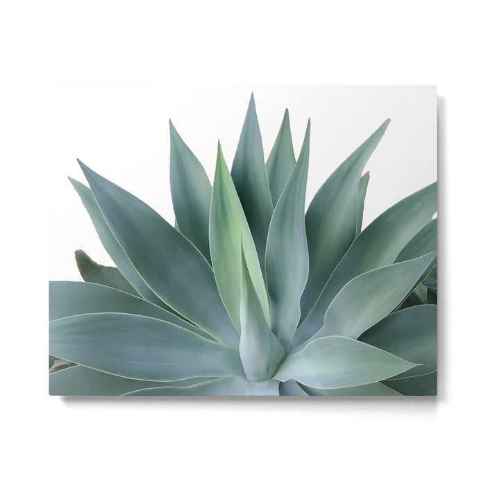 Agave blanco Metal Print Gallery Image 1