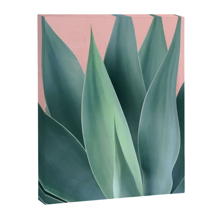 Agave crown Canvas Print Gallery Image 1