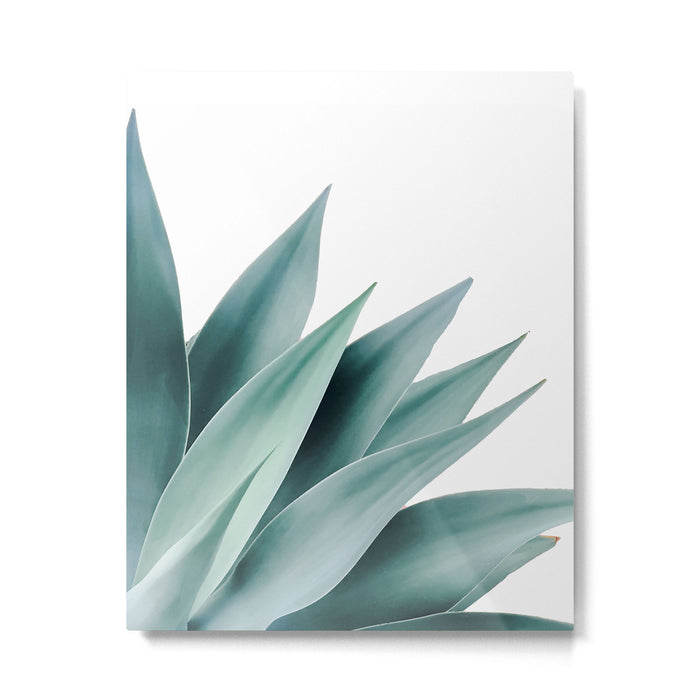 Agave flare II Metal Print Gallery Image 1