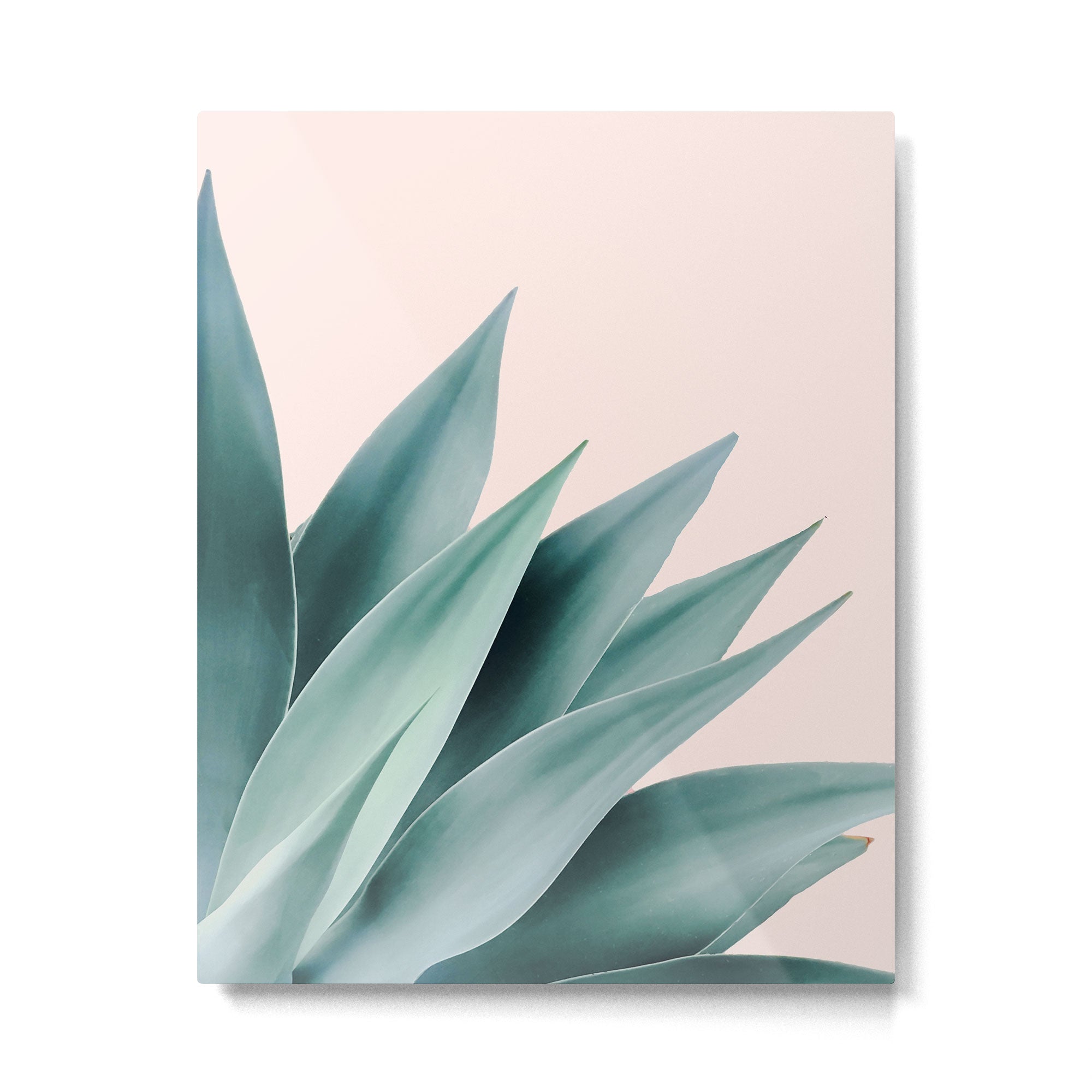 Agave flare II - peach Metal Print Gallery Image 6