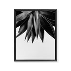 Agave fringe - noir Framed Canvas Print Gallery Image 8
