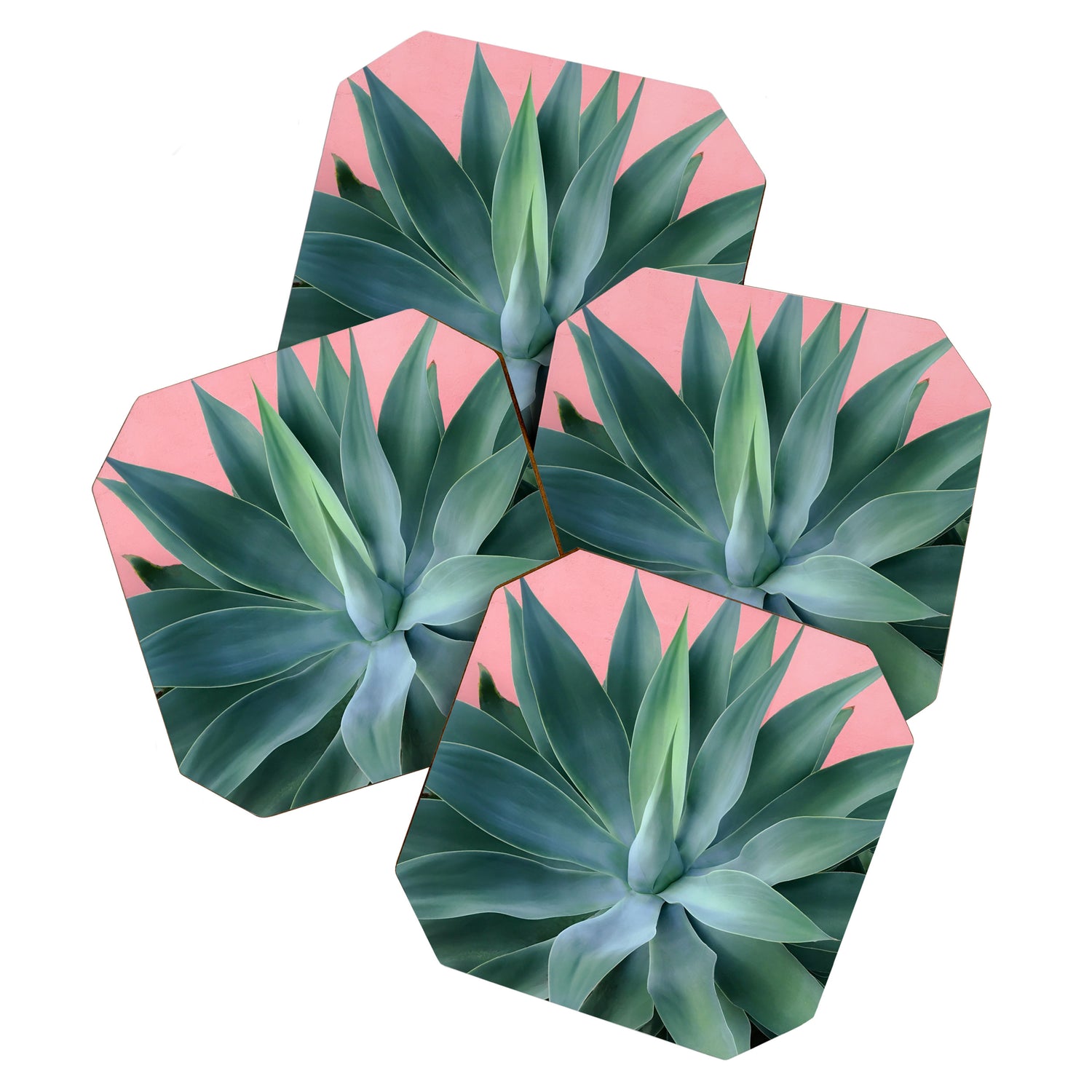 Agave succulent Coaster Gallery Image 1