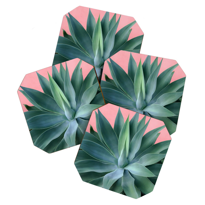 Agave succulent Coaster Gallery Image 1