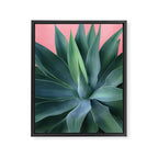 Agave succulent Framed Canvas Print Gallery Image 8