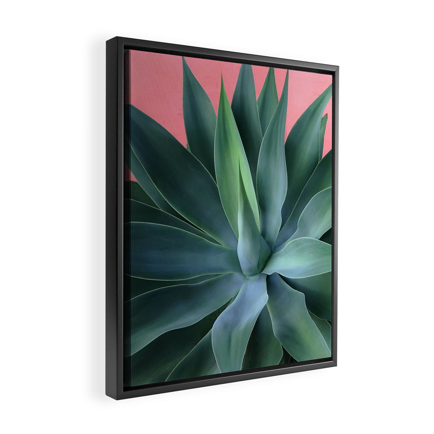 Agave succulent Framed Canvas Print Gallery Image 2
