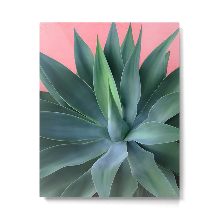 Agave succulent Metal Print Gallery Image 1