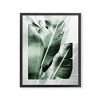 Banana leaf akin Framed Canvas Print Gallery Image 8