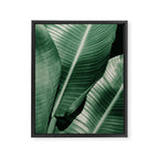 Banana leaf allure Framed Canvas Print Gallery Image 8