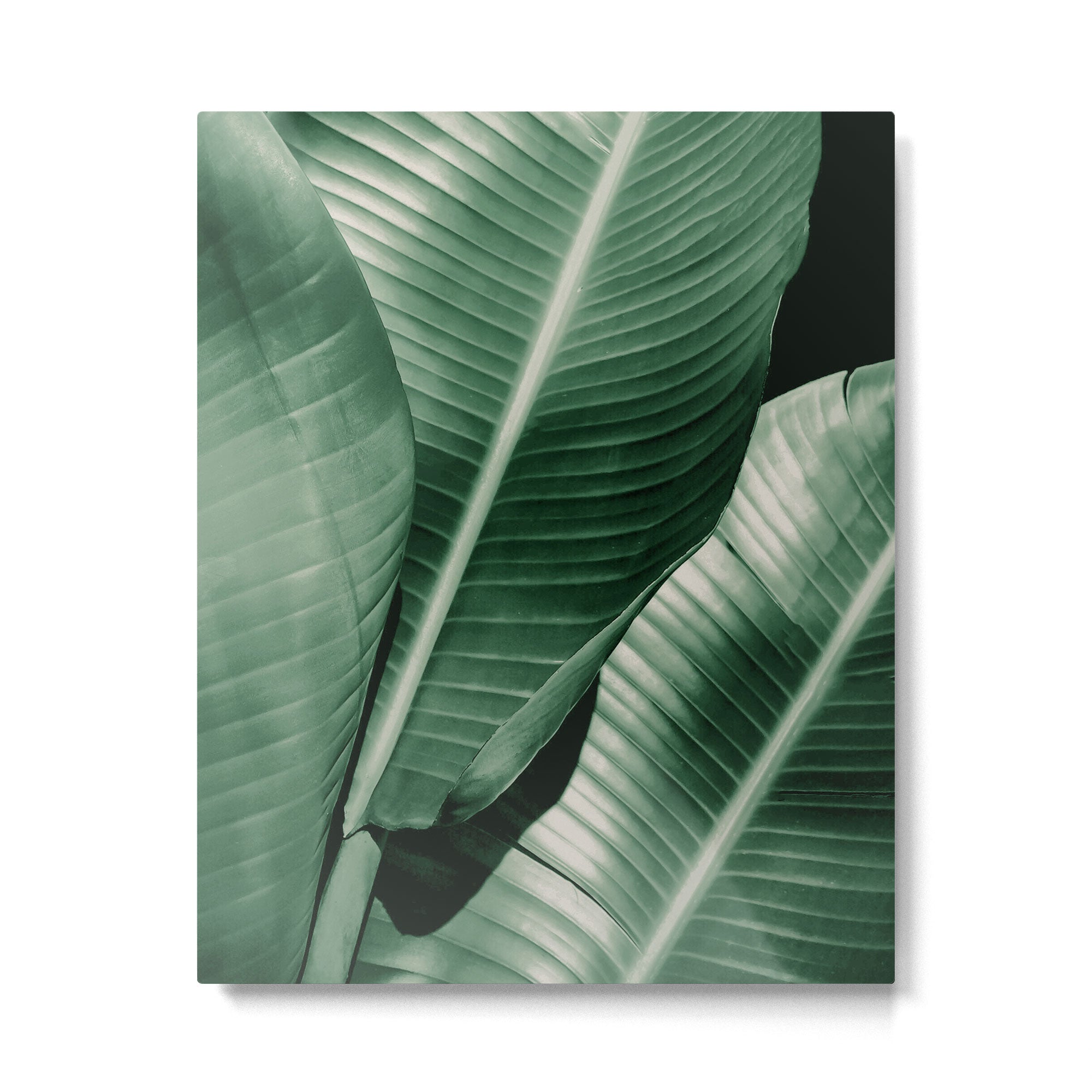 Banana leaf allure Metal Print Gallery Image 6