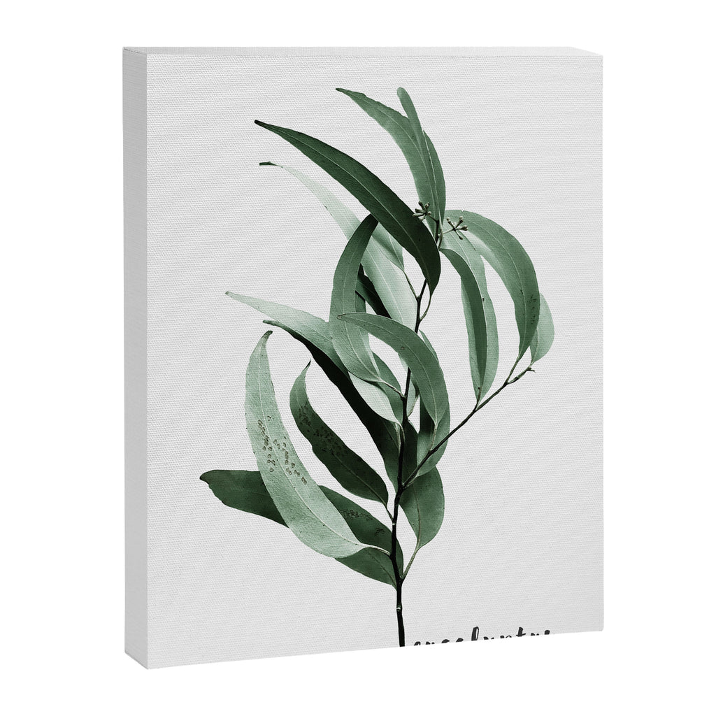 Eucalyptus - Australian gum tree Canvas Print Gallery Image 8