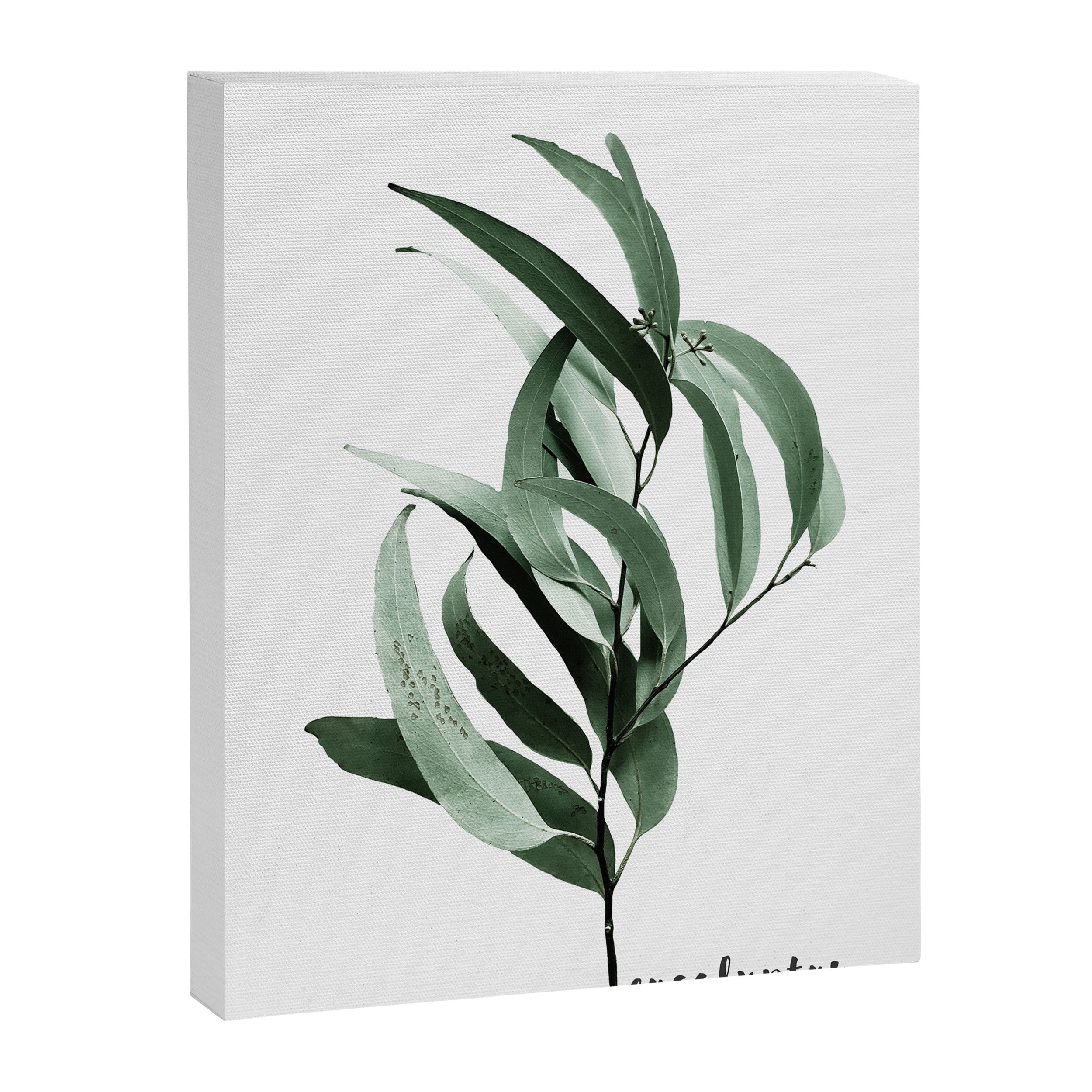 Eucalyptus - Australian gum tree Canvas Print Gallery Image 8