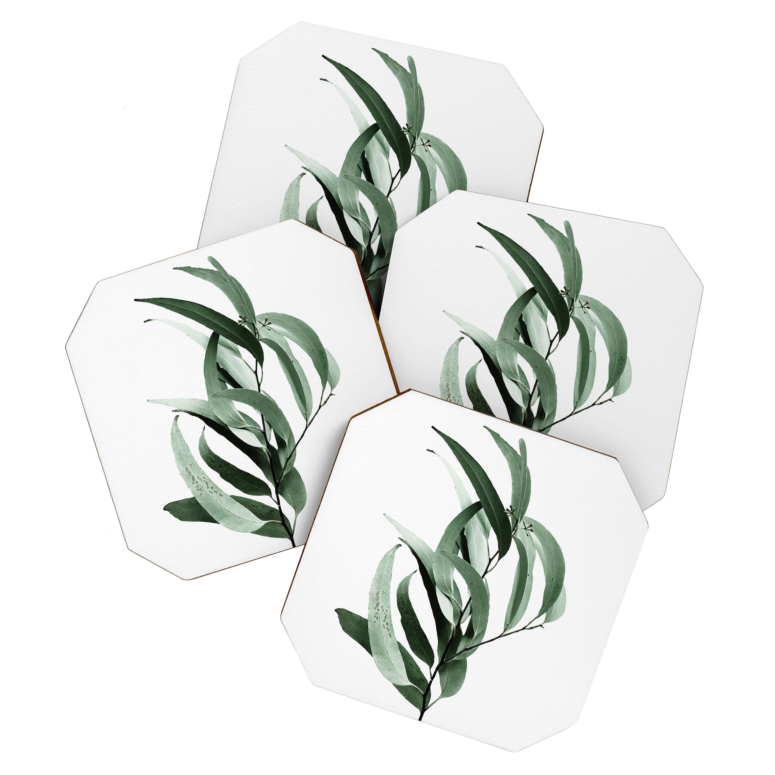 Eucalyptus - Australian gum tree Coaster Gallery Image 1
