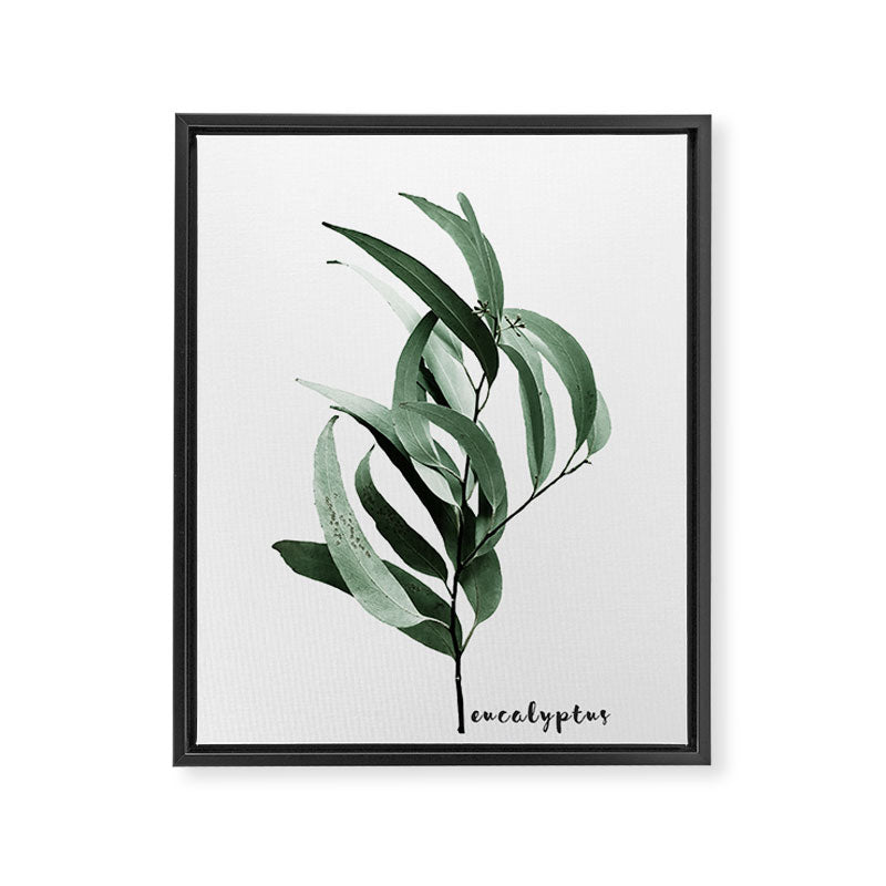Eucalyptus - Australian gum tree Framed Canvas Print Gallery Image 8