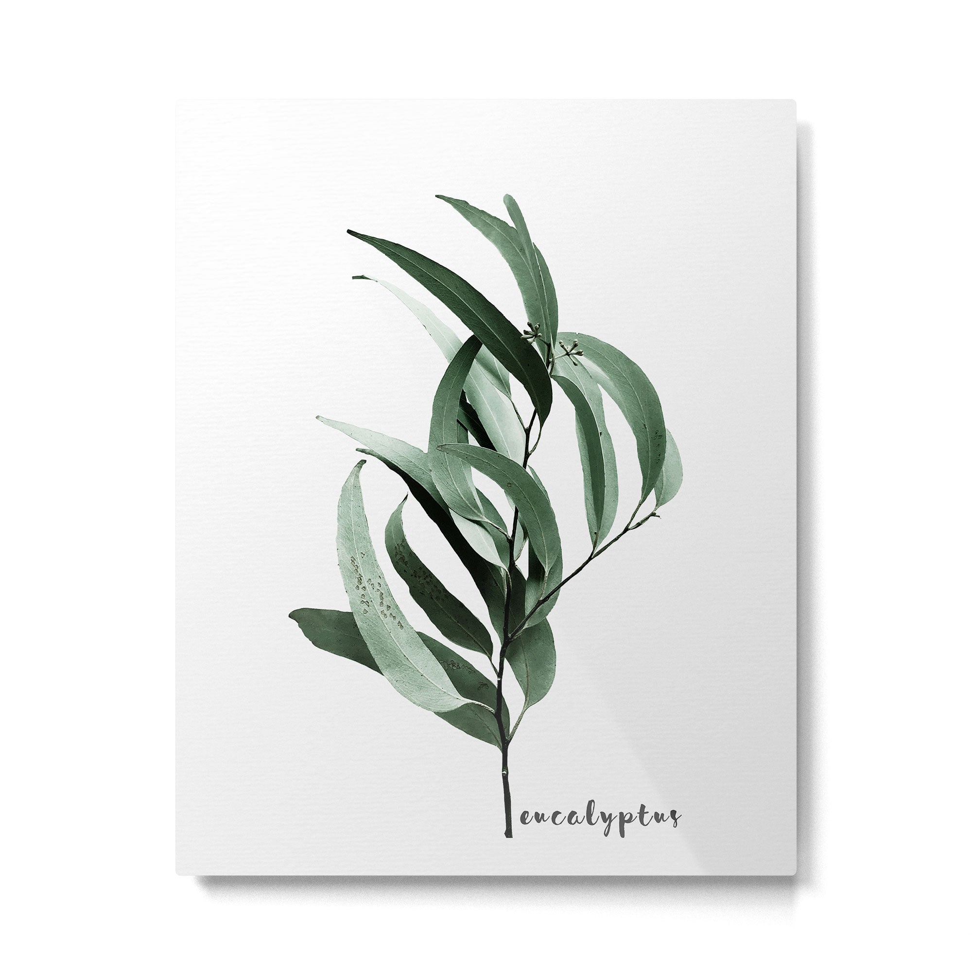 Eucalyptus - Australian gum tree Metal Print Gallery Image 6