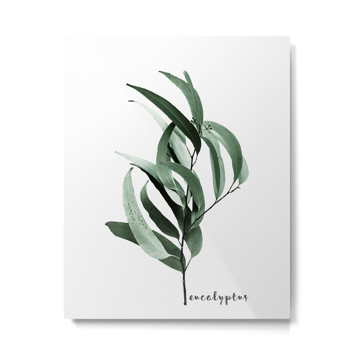 Eucalyptus - Australian gum tree Metal Print Gallery Image 1