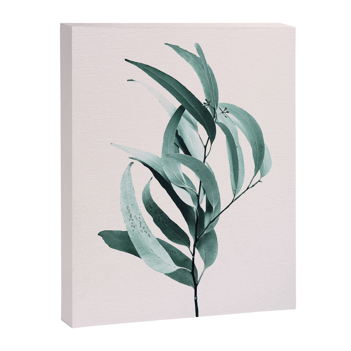 Eucalyptus II - Australian gum tree Canvas Print Gallery Image 6