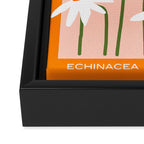 Flower Market - Echinacea #1 Framed Canvas Print Gallery Image 3