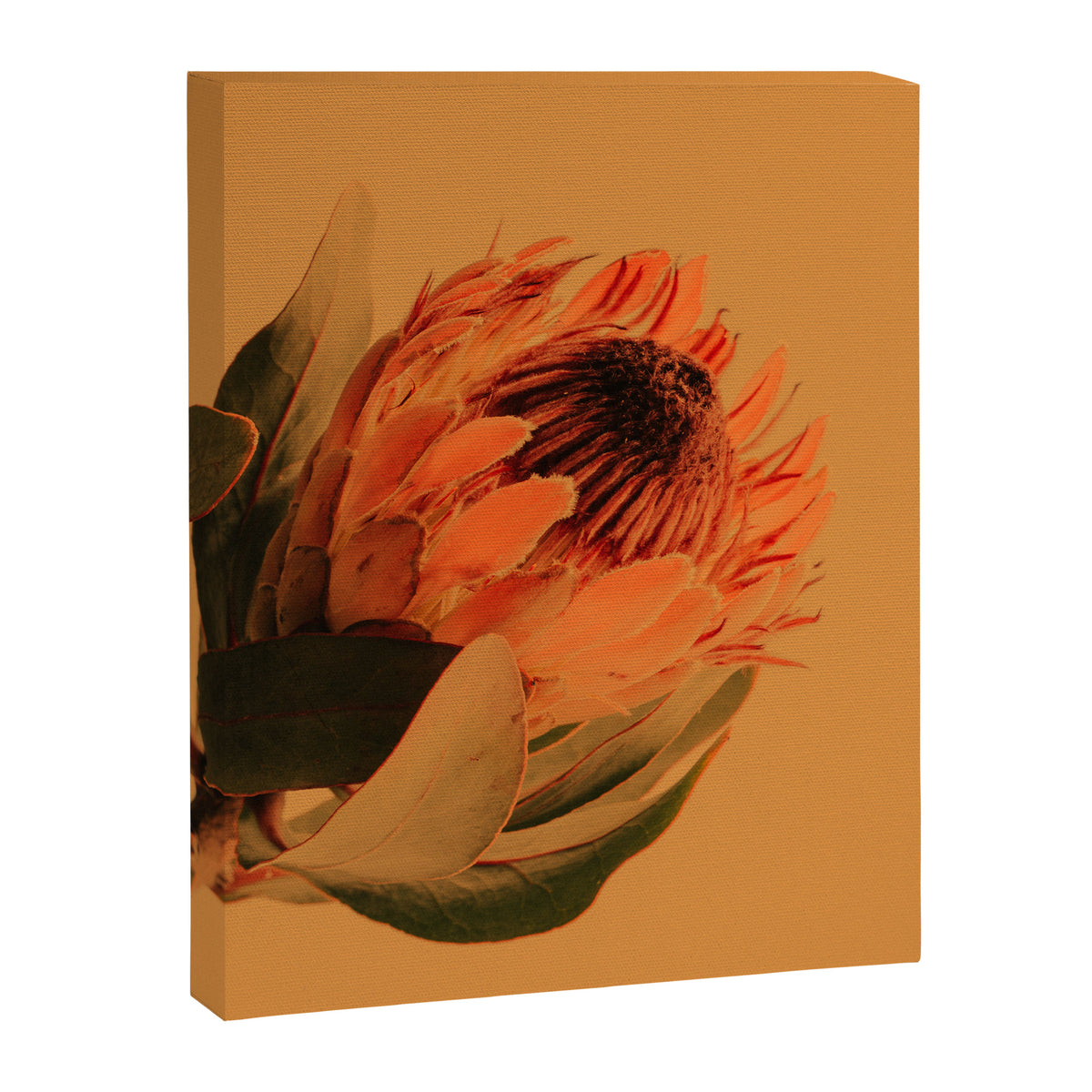 Protea - golden Canvas Print Gallery Image 6