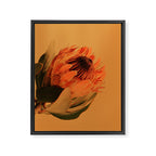 Protea - golden Framed Canvas Print Gallery Image 6