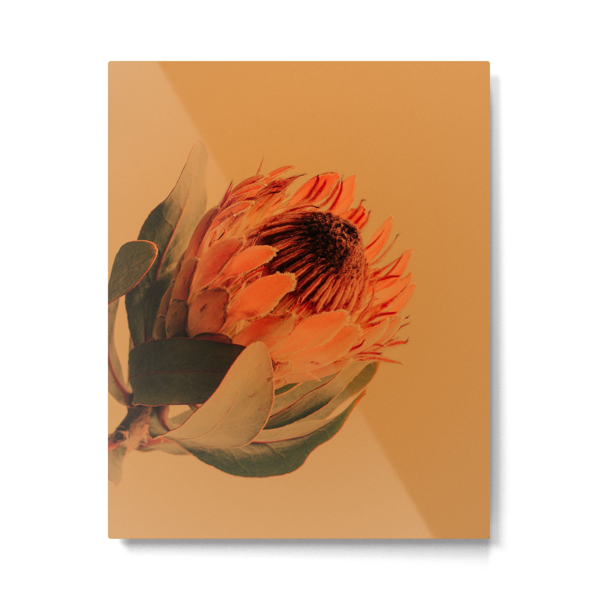 Protea - golden Metal Print Gallery Image 4