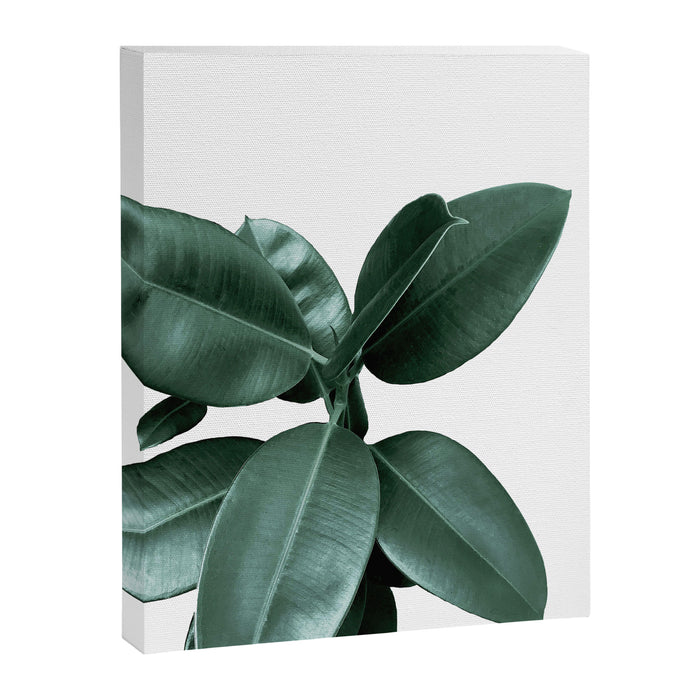 Rubber fig Plant Canvas Print Gallery Image 1