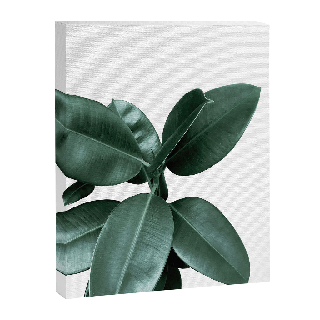Rubber fig Plant Canvas Print Gallery Image 8