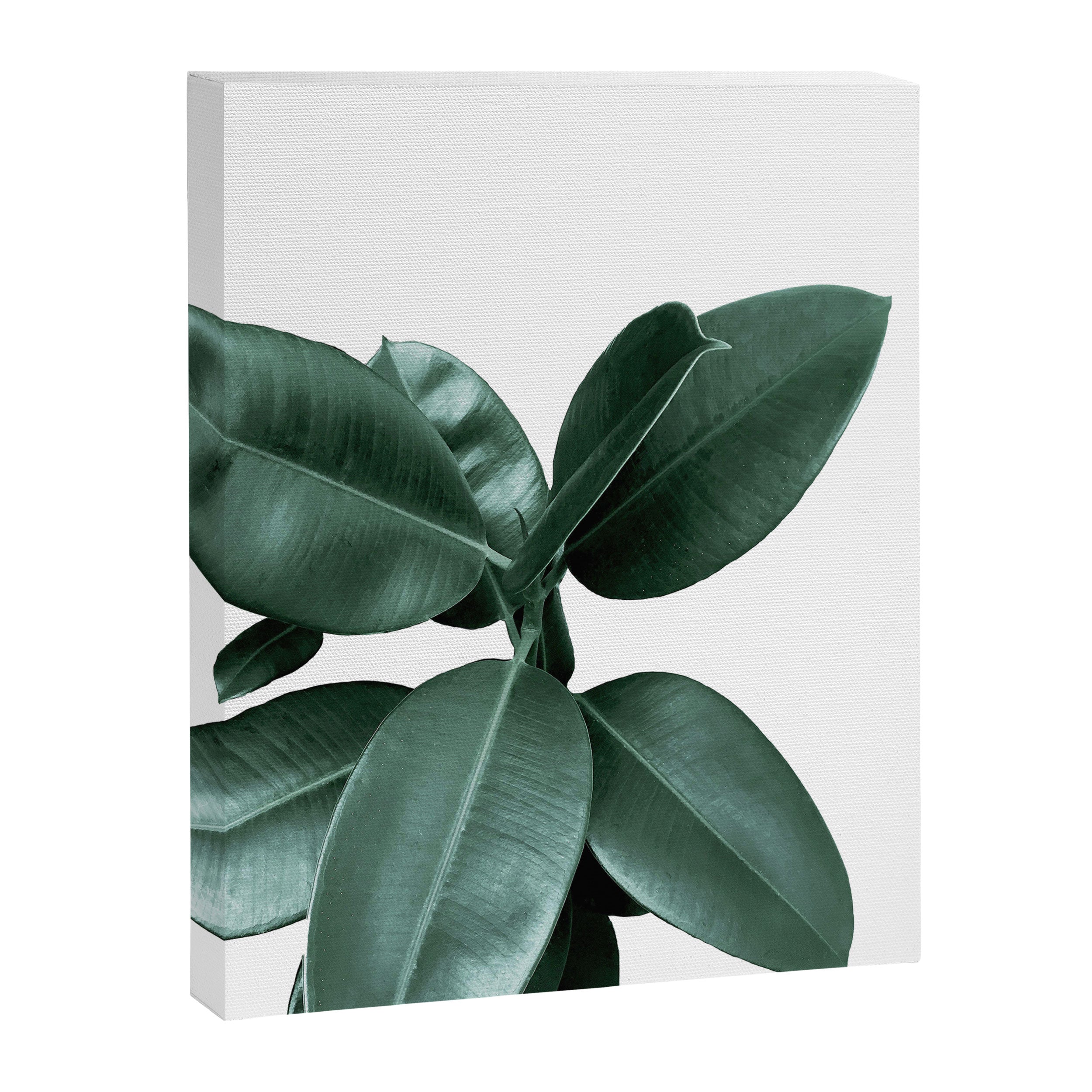 Rubber fig Plant Canvas Print Gallery Image 8