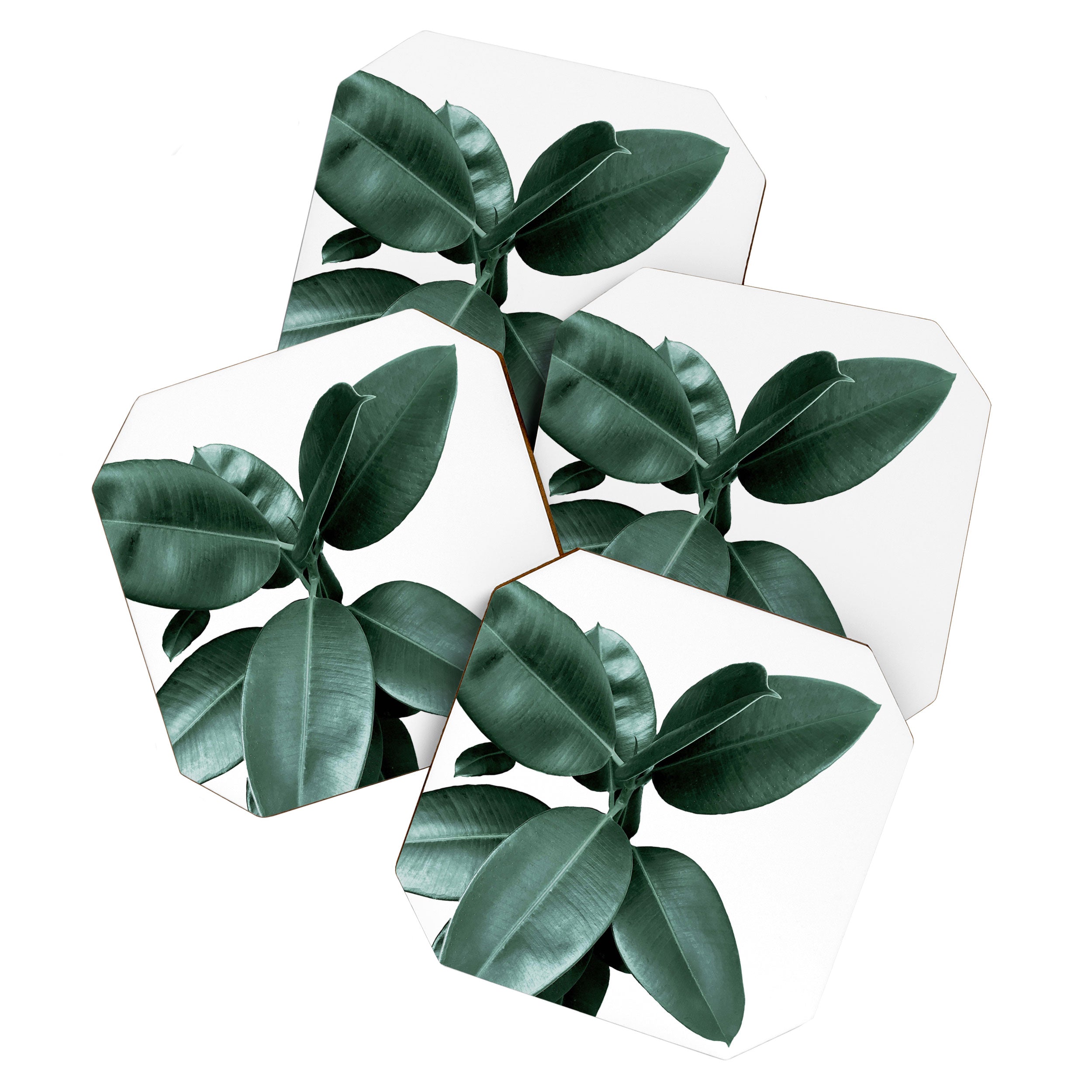Rubber fig Plant Coaster Gallery Image 1