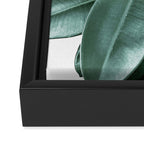 Rubber fig Plant Framed Canvas Print Gallery Image 3