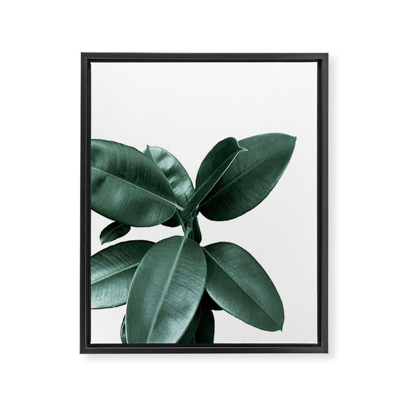 Rubber fig Plant Framed Canvas Print Gallery Image 8