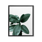 Rubber fig Plant Framed Canvas Print Gallery Image 8