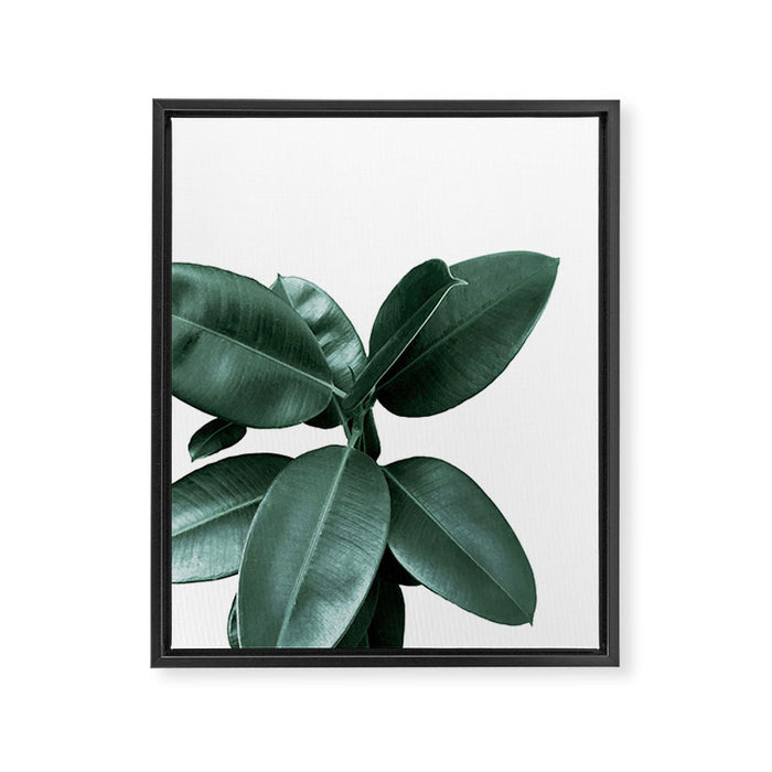 Rubber fig Plant Framed Canvas Print Gallery Image 1