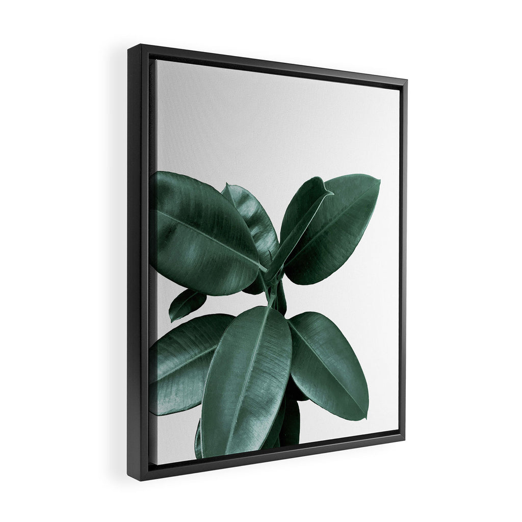 Rubber fig Plant Framed Canvas Print Gallery Image 2